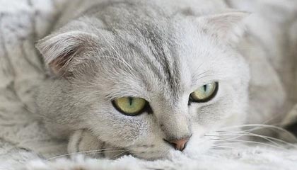 8868在线官网登录入口——安全便捷的数字娱乐平台